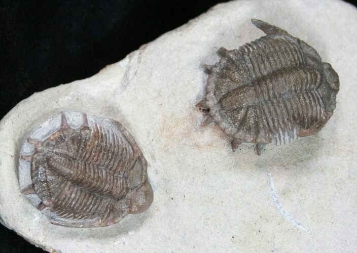 Exquisite Double Basseiarges Trilobite - Jorf, Morocco #12252